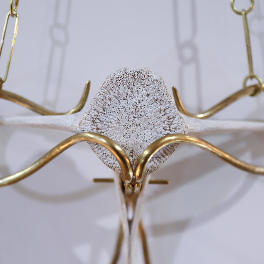 O'Tru no TrusOBJECT 22 イルカの背骨