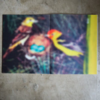 JULIE WOLFE “APOPHENIA”